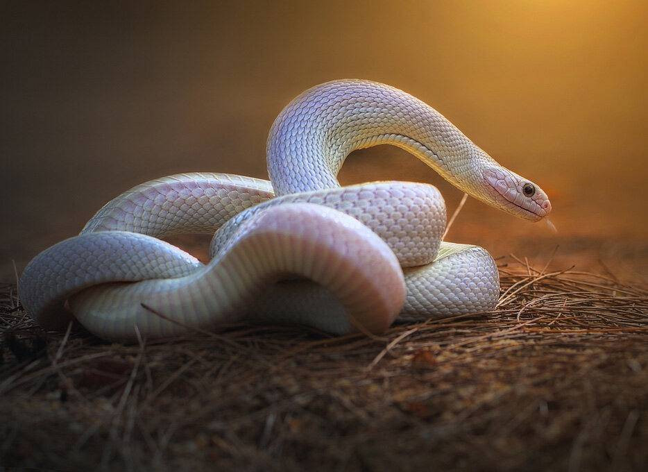 Günlük hayatta doğru bildiğimiz 25 yanlış - Resim: 2